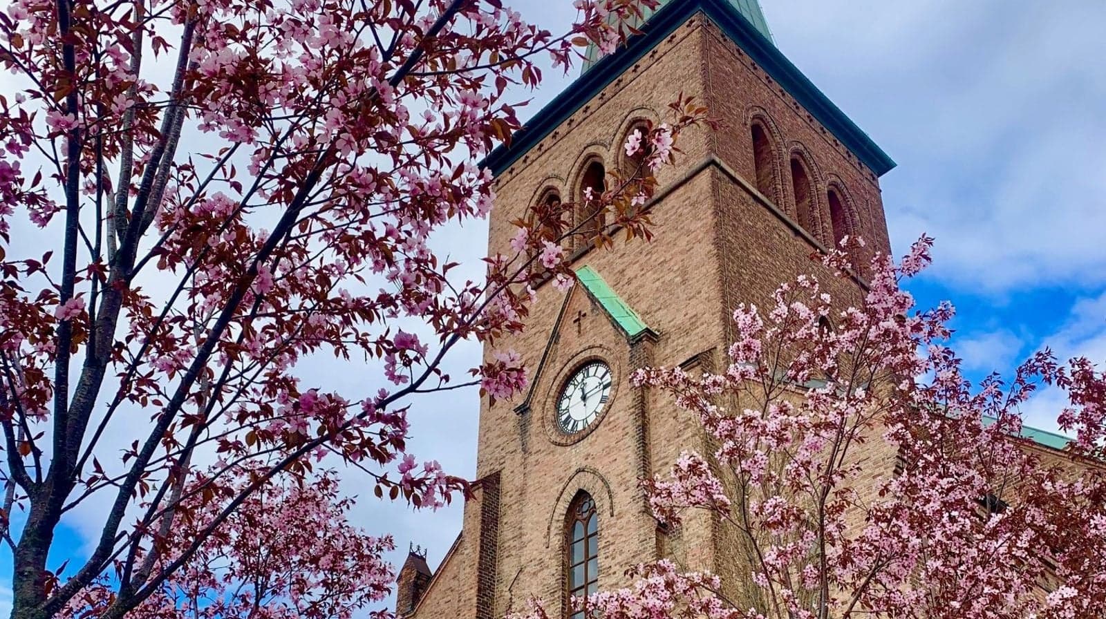 Kampen kirke omkranset av blomstrende trær.